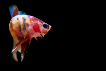 Beautiful fighting fish of many colors with a black background