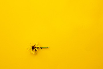 Beautiful Yellow Daisy Isolated on yellow Background. soft focus. copy space