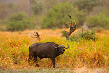 African Buffalo, Cyncerus cafer, standing savannah with yellow grass, Moremi, Okavango delta, Botswana. Wildlife scene from Africa nature. Big animal in the habitat. Danger animal in Africa.