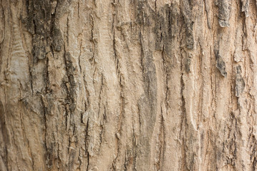 Wood texture background surface old natural pattern