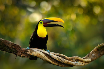 Vogel met grote snavel. Regenseizoen in Amerika. Kastanje-onderkaak toekan zittend op een tak in tropische regen met groene jungle achtergrond. Wildlife scene uit tropische jungle. Dier in het bos van Costa Rica.