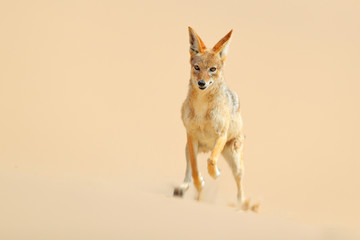 Jackal face running on the sand dune in the Namib desert. Hot day in sand, animal from Namibia, Africa, black-backed jackal behaviour. Wildlife scene from nature.