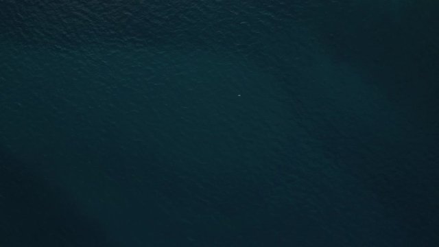 Seagull flying over the Indian Ocean at Watamu near Malindi in Kenya. Top down aerial drone view