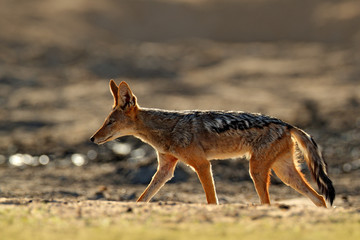 Jackal and evening sunlight. Black-Backed Jackal, Canis mesomelas mesomelas, portrait of animal with long ears, Tanzania, South Africa. Beautiful wildlife scene from Africa with nice sun light.