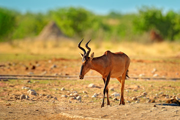 Hartebeest in the grass, Namibia in Africa. Red , Alcelaphus buselaphus caama, detail portrait of big brown African mammal in nature habitat. Sassaby, in green vegetation.