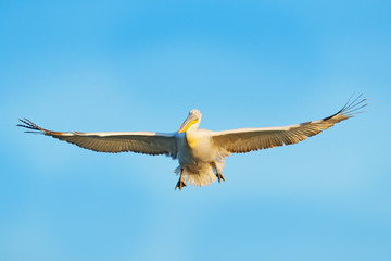 White pelican, Pelecanus onocrotalus, landing in Lake Kerkini, Greece. Pelican with open wings. Wildlife scene from European nature. Bird in the water.