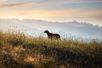 Sheep in meadow in sunrise.