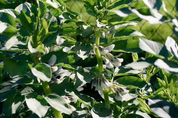 Bean plant in bloom on a sunny day.