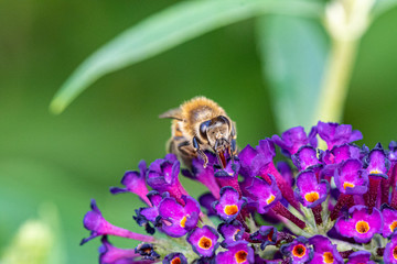 Biene auf Sommerflieder von vorne mit Rüssel