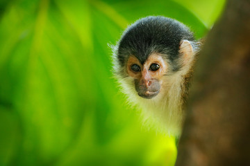 Monkey in the tropic forest vegetation. Animal, long tail in tropic forest. Squirrel monkey, Saimiri oerstedii, sitting on the tree trunk with green leaves, Corcovado NP, Costa Rica.
