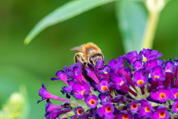Biene auf Sommerflieder von schräg vorne