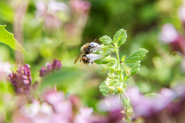 Honey bee covered with yellow pollen drink nectar, pollinating flower. Inspirational natural floral spring or summer blooming garden or park background. Life of insects. Macro close up.