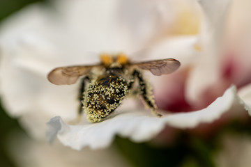 Staubiger Bienenhintern in Hibiskusblüte © JayAr