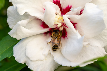 Biene unten in Hibiskusblüte © JayAr