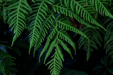 Tropical fern bush with leaves growing in botanical garden with green color pattern and dark light background 