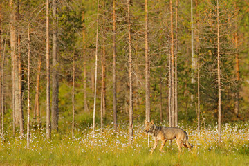 Wolf from Finland. Gray wolf, Canis lupus, in the spring light, in the forest with green leaves. Wolf in the nature habitat. Wild animal in the Finland taiga. Wildlife nature, Europe.