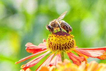 Honey bee covered with yellow pollen drink nectar, pollinating orange flower. Inspirational natural floral spring or summer blooming garden or park background. Life of insects. Macro close up.