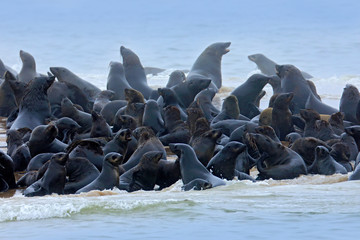 Sea animals. Colony of Cape Brown fur seal, Arctocephalus pusillus, a lot of animals on the beach. Art view nature on the, Walvis Bay, Namibia in Africa. Big group of seal. Wildlife scene from nature.