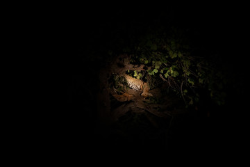 Leopard eating puku antelope on top of the tree with torch light