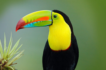 Wildlife from Yucatán, Mexico, tropical bird. Toucan sitting on the branch in the forest, green vegetation. Nature travel holiday in central America. Keel-billed Toucan, Ramphastos sulfuratus.