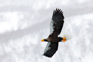 Bird fly above the hills. Japan eagle in the winter habitat. Mountain winter scenery with bird. Steller's sea eagle, flying bird of prey, with mountains in background, Hokkaido, Japan.