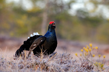 Black grouse on the pine tree. Nice bird Grouse, Tetrao tetrix, in marshland, Russia. Spring mating season in the nature. Wildlife scene from north Europe. Black bird with red crest, white tail.