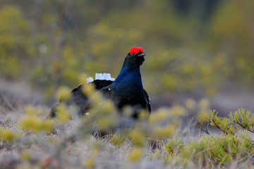 Black grouse on the pine tree. Nice bird Grouse, Tetrao tetrix, in marshland, Russia. Spring mating season in the nature. Wildlife scene from north Europe. Black bird with red crest, white tail.