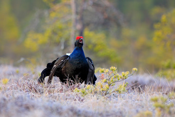 Black grouse on the pine tree. Nice bird Grouse, Tetrao tetrix, in marshland, Russia. Spring mating season in the nature. Wildlife scene from north Europe. Black bird with red crest, white tail.