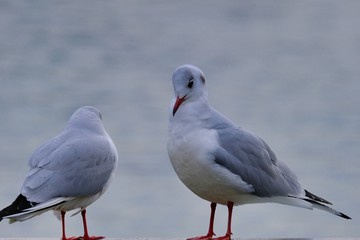 black headed gull