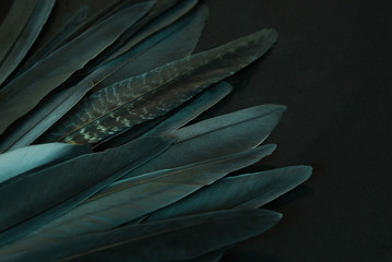 Green bird wing feathers detail, dark background