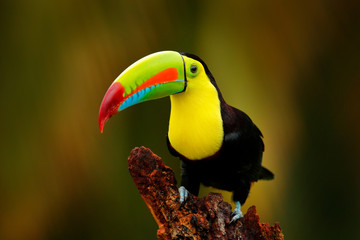 Keel-billed Toucan, Ramphastos sulfuratus, bird with big bill sitting on branch in the forest,...
