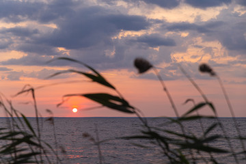  Sunrise silhouette through shoreline reeds.