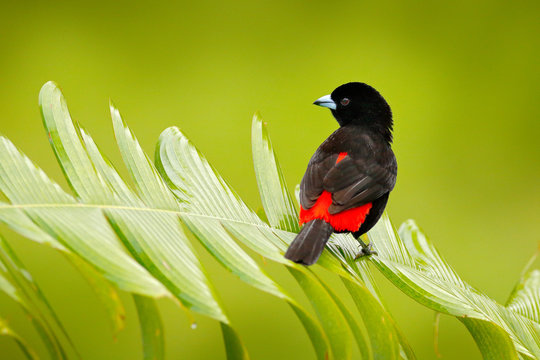 Scarlet-rumped Tanager, Ramphocelus passerinii, exotic tropical red and black bird from Costa Rica, in green forest nature habitat. Black and red songbird on the green leave.
