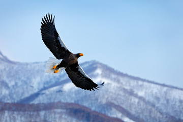 Japan eagle in the winter habitat. Mountain winter scenery with bird. Steller's sea eagle, flying bird of prey, with mountains in background, Hokkaido, Japan. Bird fly above the hills.