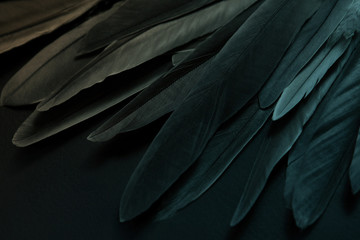 Bird wing feathers detail, closeup dark background