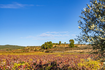 Fototapeta na wymiar View over the colorful vineyards around Valencia, Spain
