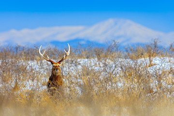 Sika deer, Cervus nippon yesoensis, on the snowy meadow, winter mountains and forest in the background, animal with antlers in the nature habitat, winter scene from Hokkaido, Japan. Wildlife nature.
