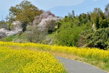 春の小道,spring path