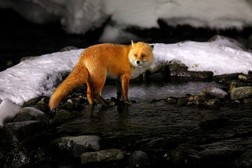 Night wildlife, fox on the river water. Red fox in white snow. Cold winter with orange furry fox. Hunting animal in the snowy meadow, Japan. Beautiful orange coat animal in nature.