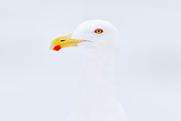 Slaty-backed Gull, Larus schistisagus, detail bird portrait, winter snowy conditions. Hull with yellow red bill. art view on nature. Close-up bird in the nature habitat, Rausu harbour, Hokkaido, Japan