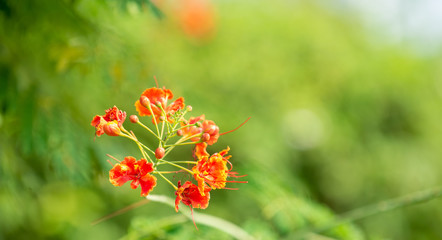 Beautiful red flowers in the garden