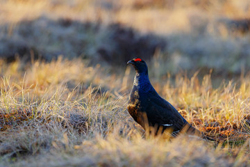Black grouse on the pine tree. Nice bird Grouse, Tetrao tetrix, in marshland, Russia. Spring mating season in the nature. Wildlife scene from north Europe. Black bird with red crest, white tail.