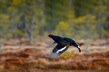 Black grouse on the pine tree. Nice bird Grouse, Tetrao tetrix, in marshland, Norway. Spring mating season in the nature. Wildlife scene from north Europe. Black bird with red crest, white tail.