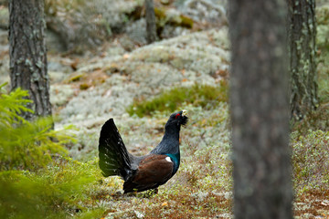 Dark bird Western Capercaillie, Tetrao urogallus, on the mossy stone in pine tree forest, nature habitat from Sweden.