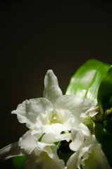 White dendrobium orchid flowers on black background