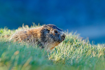 Cute fat animal Marmot, sitting in the grass with nature rock mountain habitat, Alp, Italy. Wildlife scene from wild nature. Funny image, detail of Marmot.