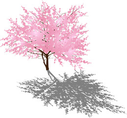 pink spring blossoming tree with grey shadow