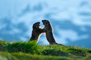 Cute fat animal Marmot, sitting in the grass with nature rock mountain habitat, Alp, Italy. Wildlife scene from wild nature. Funny image, detail of Marmot.