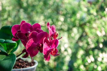 Blooming background pink orchid flowers on greenery bokeh background