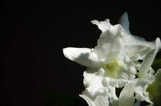 White dendrobium orchid flowers on black background
